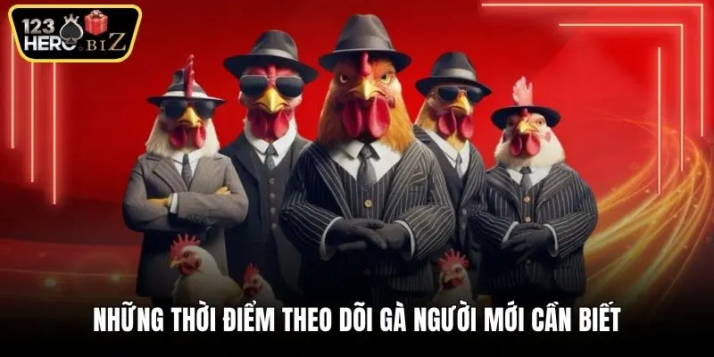 Những thời điểm theo dõi gà người mới cần biết
