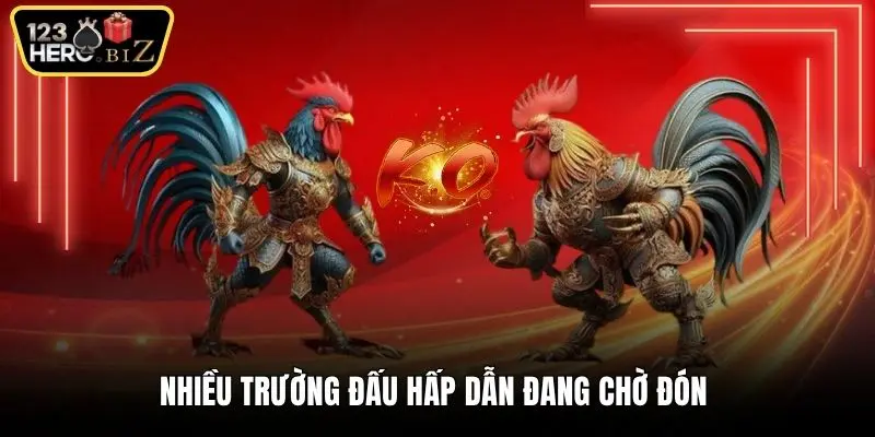 Nhiều trường đấu hấp dẫn đang chờ đón 