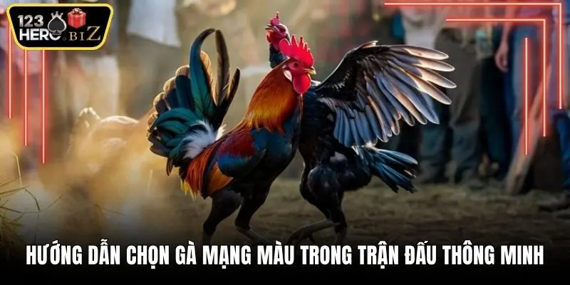 Hướng dẫn chọn gà mạng màu trong trận đấu thông minh