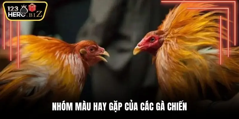 Nhóm màu hay gặp của các gà chiến