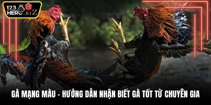 Gà mạng màu