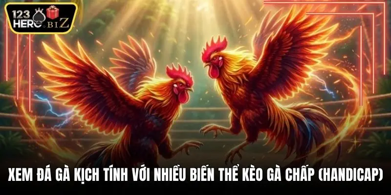 Xem đá gà kịch tính với nhiều biến thể kèo gà chấp (Handicap) 