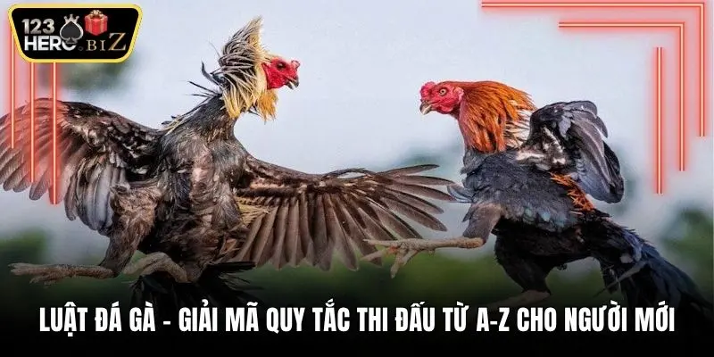 Luật đá gà